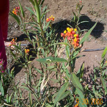 Asclepia curassavica, the Monarch egg plant.