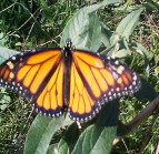 Monarch on Buddleia