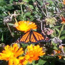 A homegrown Monarch
